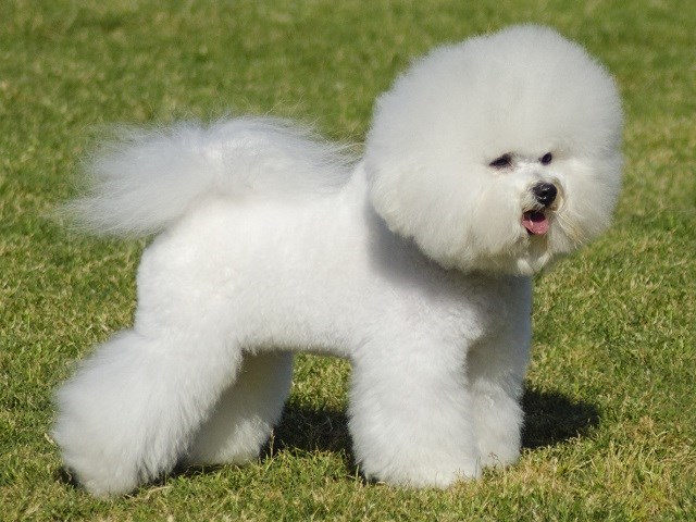 Bichon Frise thumbnail